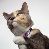 Seadog Anchors Pet Collar