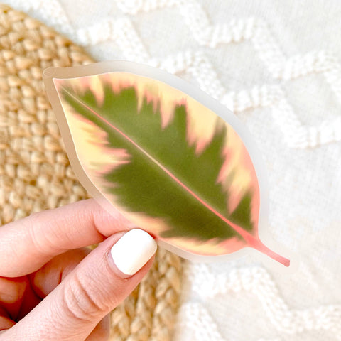 Clear Variegated Rubber Plant Leaf Sticker